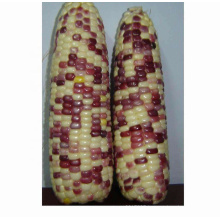 Wide adaption Purple waxy maize corn seed